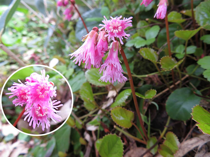 photoイワカガミ