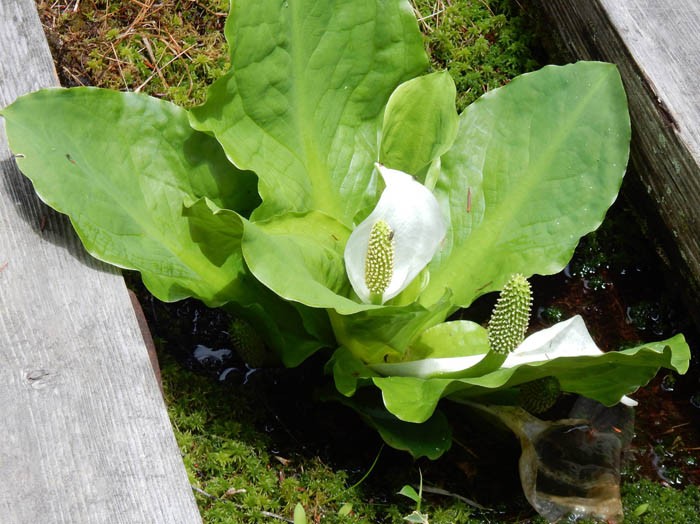 photoミズバショウ