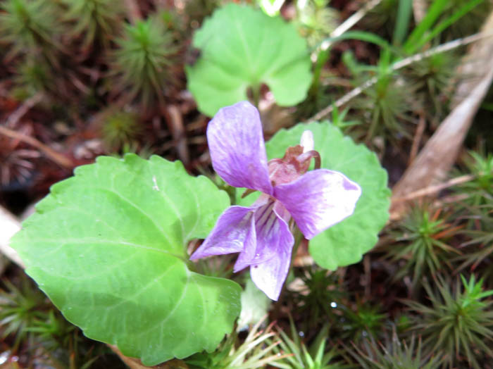 photoミヤマスミレ