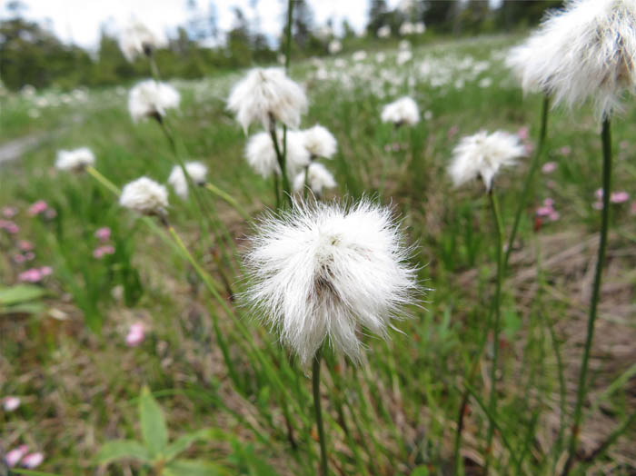 photo16ワタスゲ群落