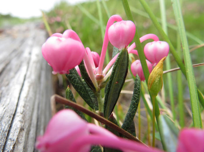 photoヒメシャクナゲ