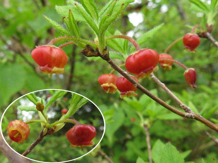 photo20コヨウラクツツジ