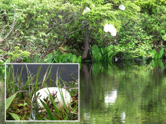 photo23モリアオガエルの卵