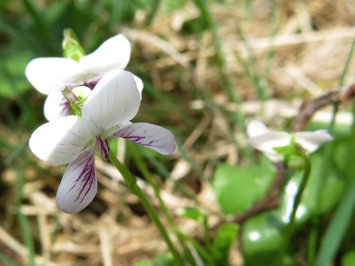 photoツボスミレ