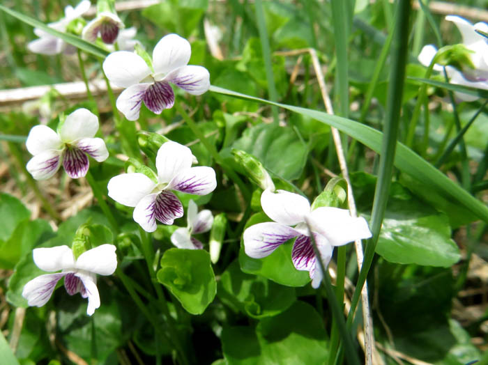 photoツボスミレ