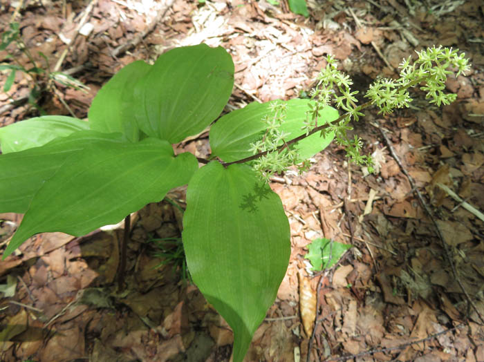 photoオオバユキザサ