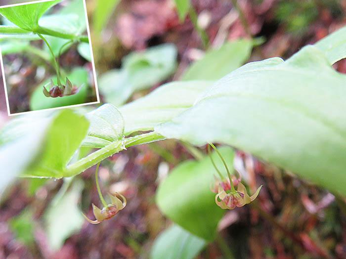 photoタケシマラン