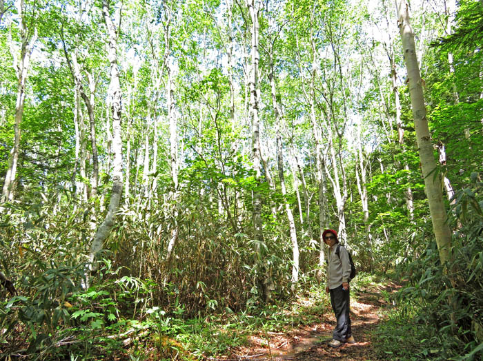 photo6シラカバの森