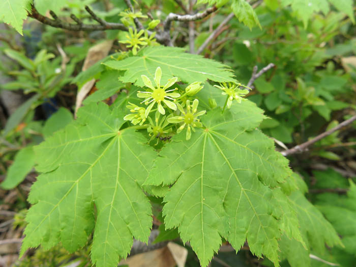 photoミネカエデ