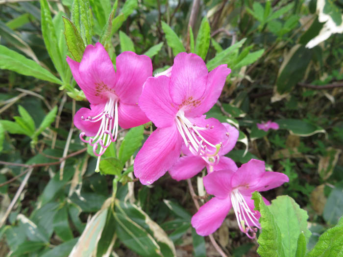 photoムラサキヤシオ