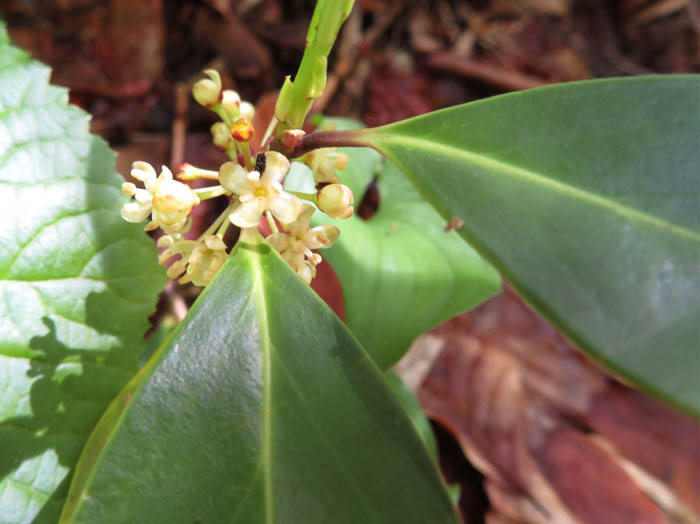 photoツルシキミ