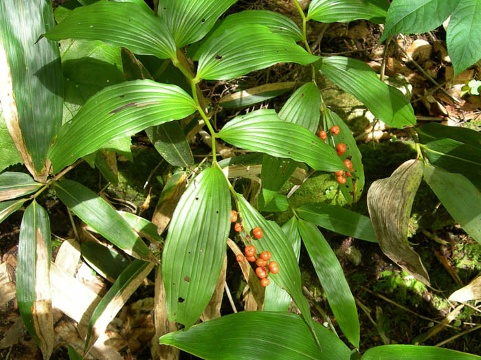 photoオオバユキザサ