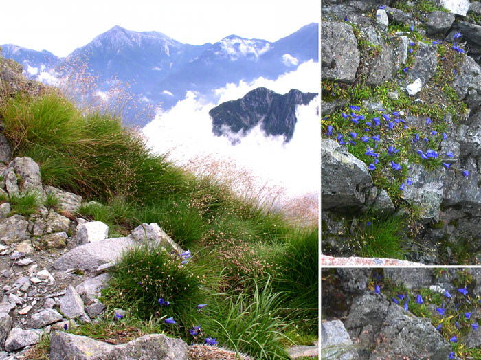 photoチシマギキョウ/ザイテングラード