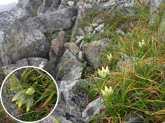 photoトウヤクリンドウ/ザイテングラード