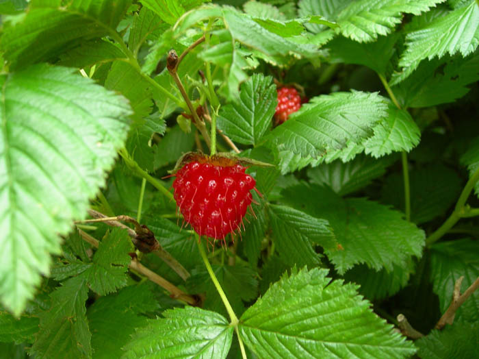 photoベニバナイチゴ/涸沢