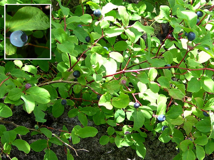 photoクロウスゴ/涸沢