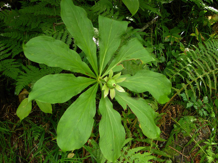 photoキヌガサソウ実/上高地