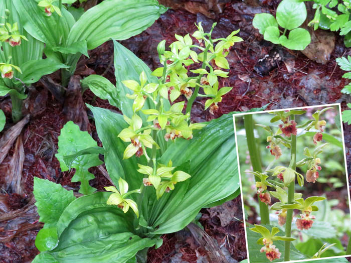 photoサルメンエビネ