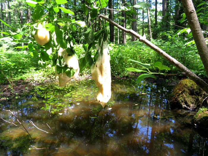 photo22モリアオガエルの卵