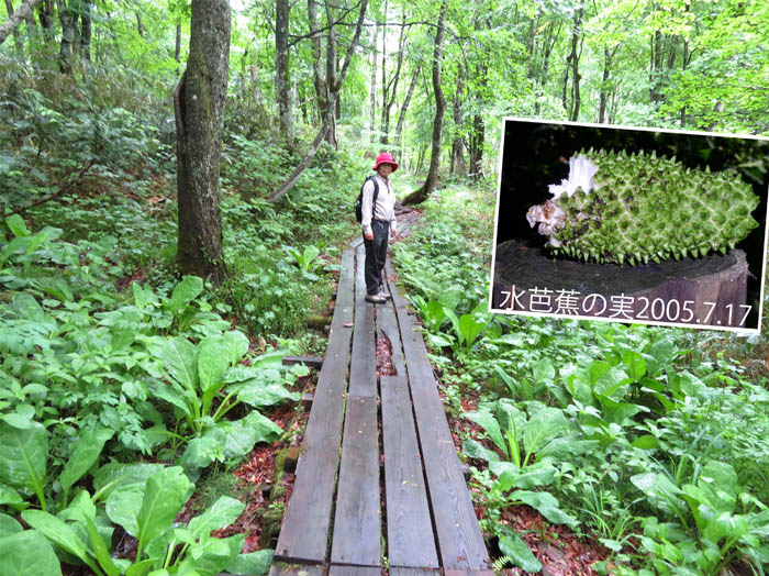 photo23水芭蕉の葉が大きくなった