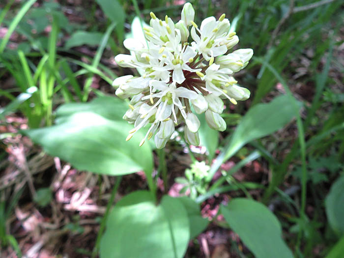 photoギョウジャニンニク