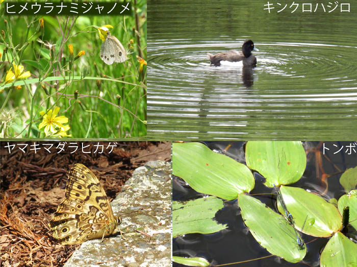 photo3様々な生き物/ヒメウラナミジャノメ,ヤマキマダラヒカゲ,キンクロハジロ,トンボ