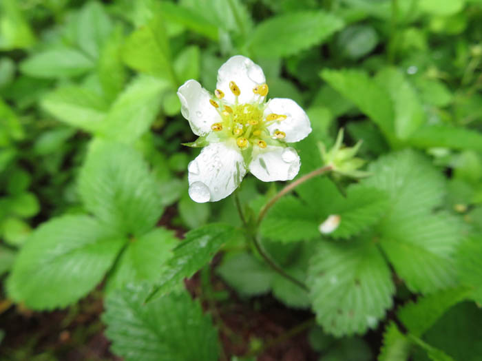 photoシロバナヘビイチゴ