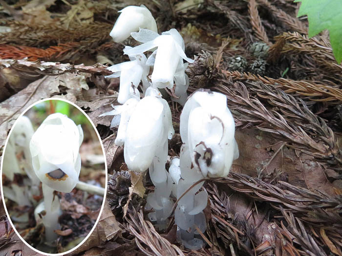 photoギンリョウソウ