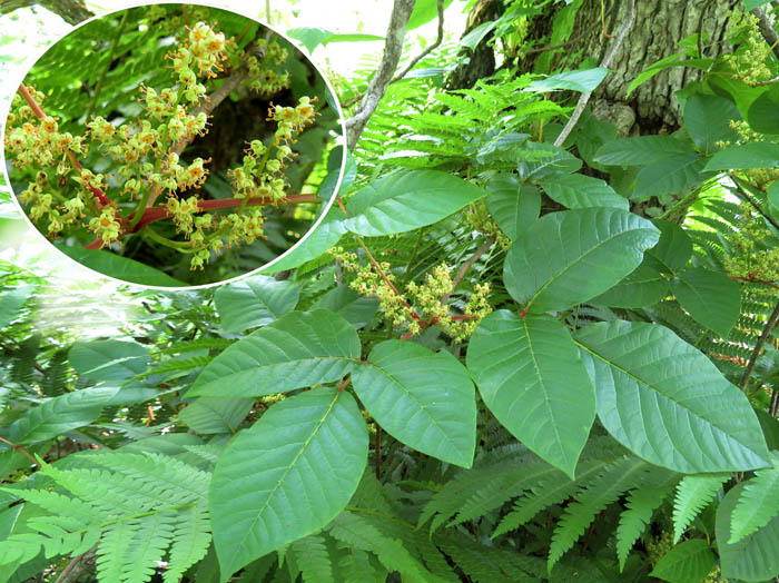 photo6ツタウルシ