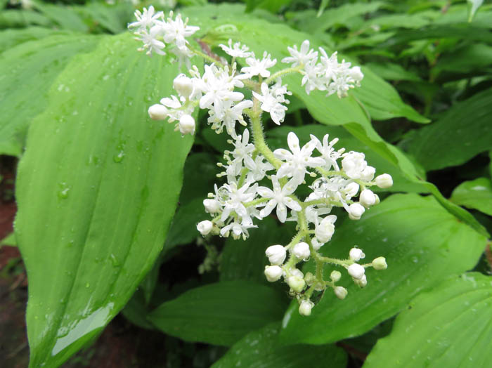 photoオオバユキザサ