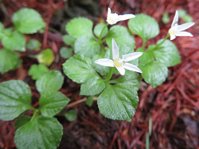 photoタニギキョウ