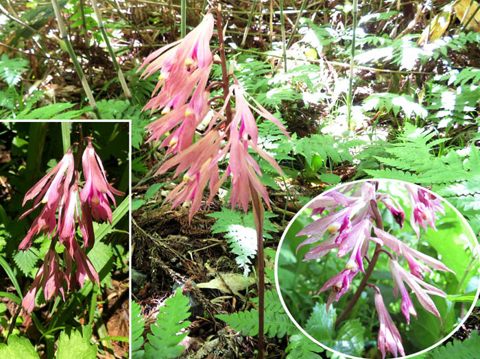 photo8サイハイラン