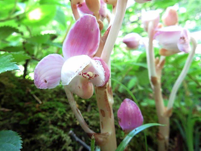 photoショウキラン