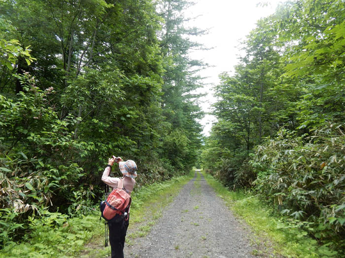 photo1長くまっすぐな大橋林道