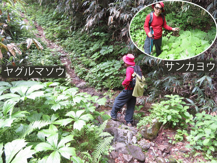 photo10大きな葉が茂る沢を渡る