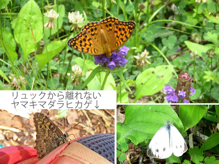 photo15チョウも色々,ヤマキマダラヒカゲ