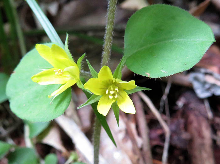 photoコナスビ