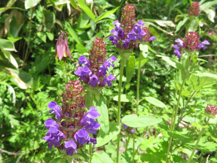 photoウツボグサ