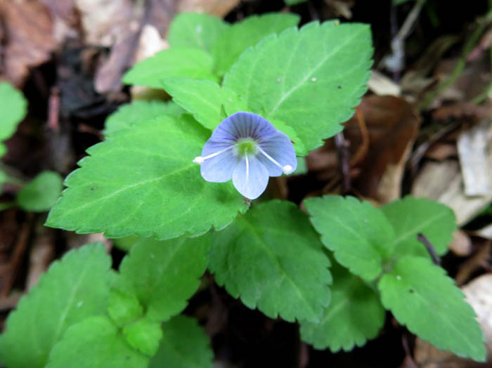 photoクワガタソウ