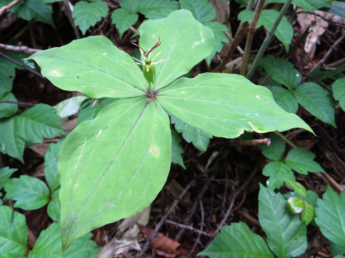 photoツクバネソウ