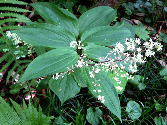 photoオオバユキザサ