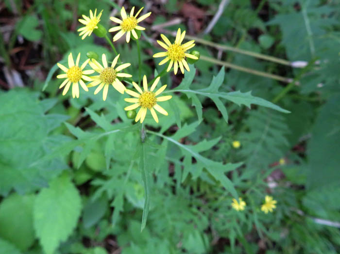 photoサワギク