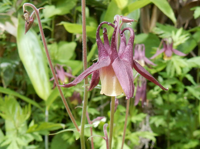 photoミヤマオダマキ