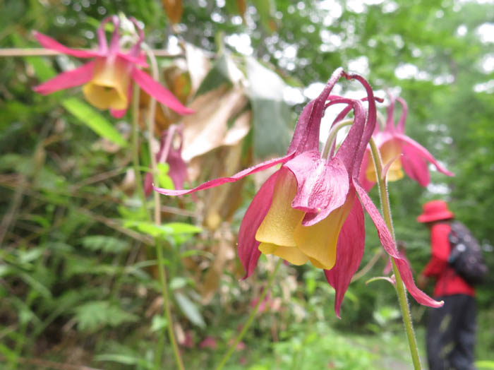 photoミヤマオダマキ