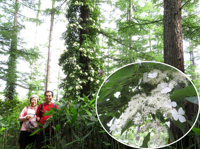 photo6ツルアジサイ