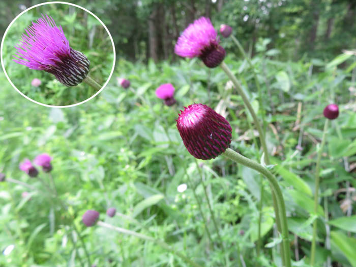 photoアザミ仲間