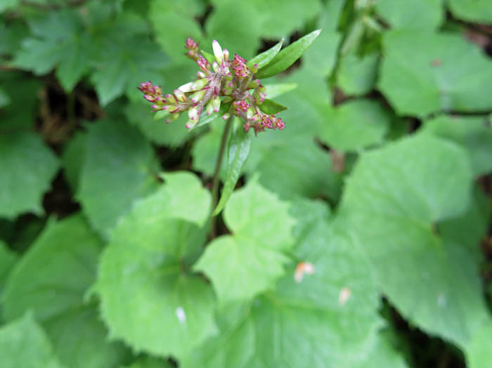 photoカニコウモリ蕾