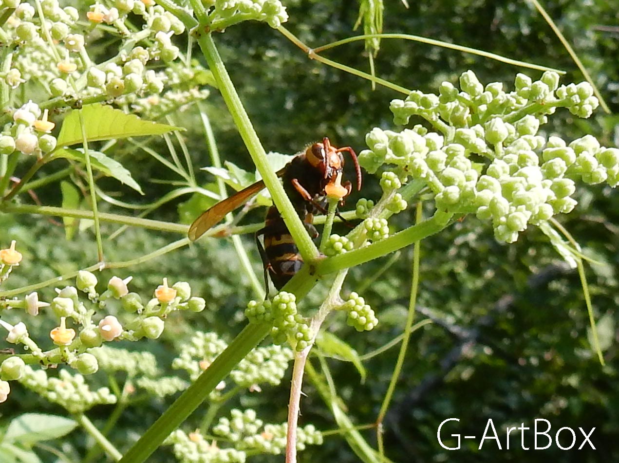 photo・ヤブガラシの花の蜜を吸う蜂