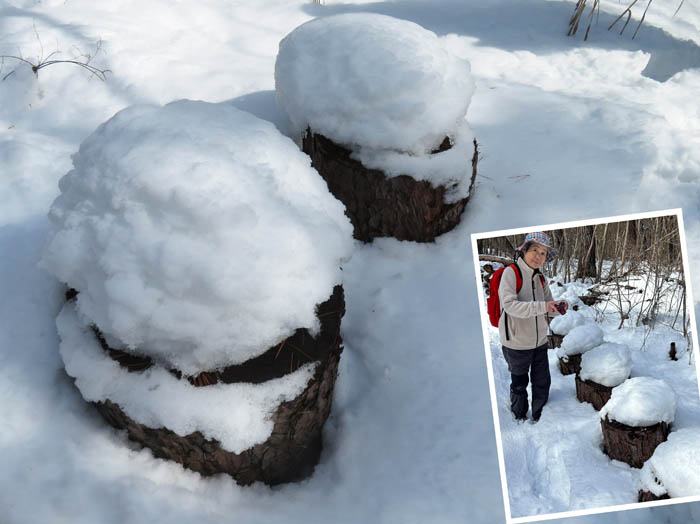 photo：切株に雪の帽子：地附山