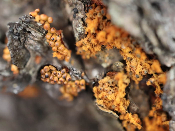 photo：変形菌ハチノスケホコリ：和合城跡